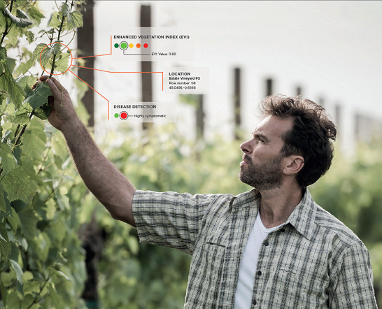 高品质红酒背后的精细化管理