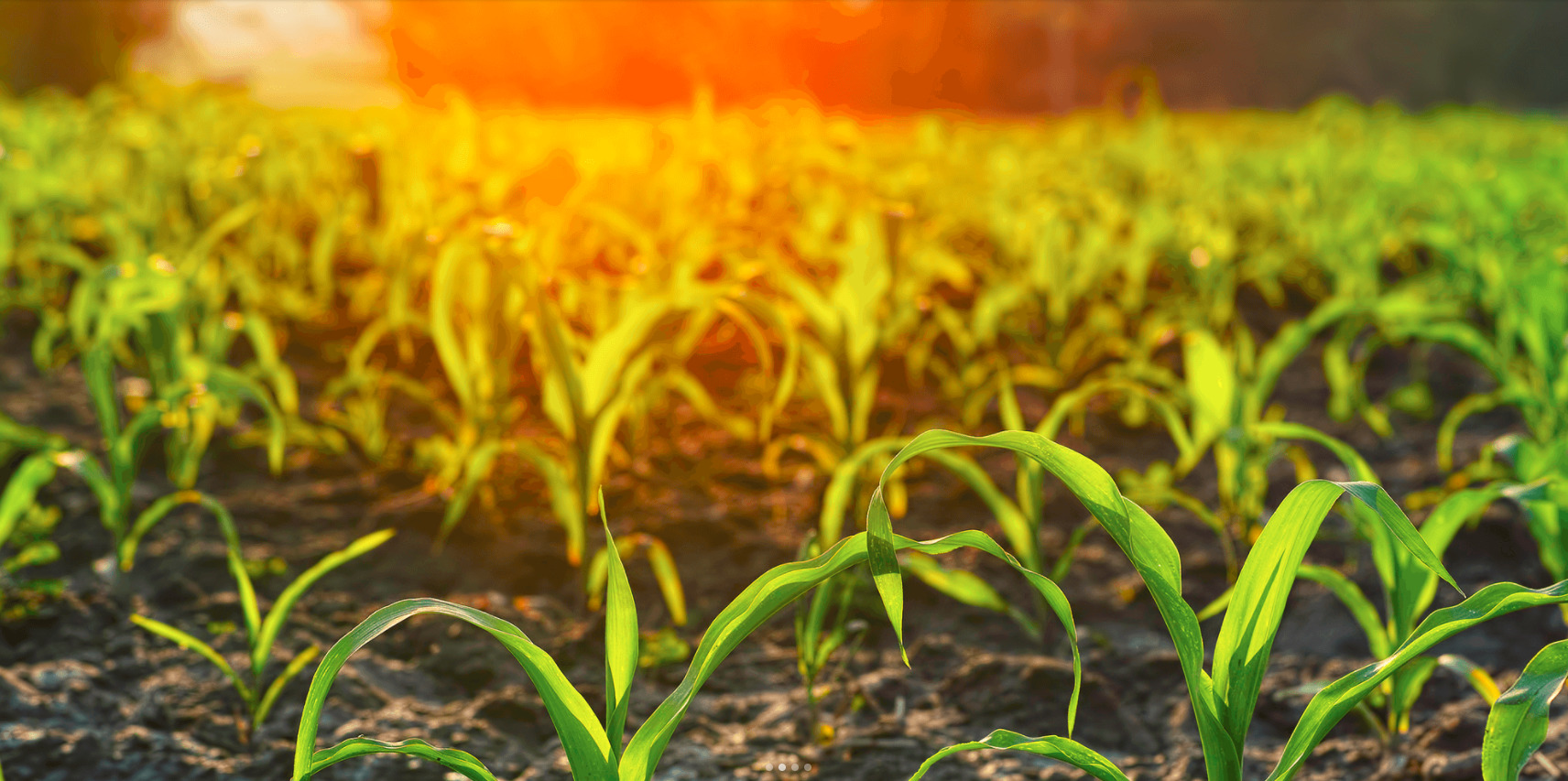 “切肤之痛”——数据技术如何服务农业保险