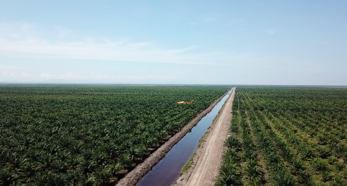 深入场景挖掘数据价值--全方位升级一带一路中资最大海外种植园